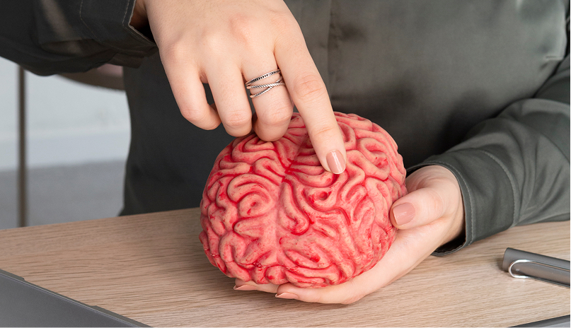 Especialista en neuropsicología señalando un área en un modelo del cerebro humano.